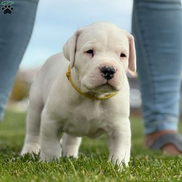 Toro, Dogo Argentino Puppy